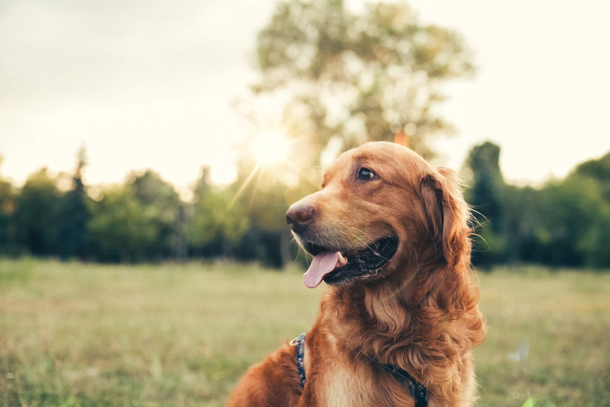 Golden Retriever in a field - Premium Supplies for Dog Health