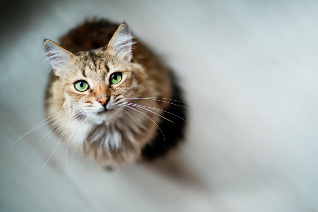 Cat looking up at you - Premium Supplies for Cat Health