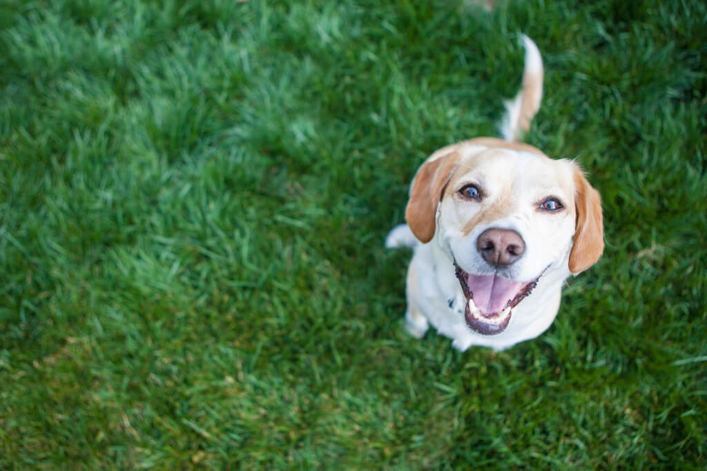 Happy dog looking up at you - Premium Supplies for Dog Health