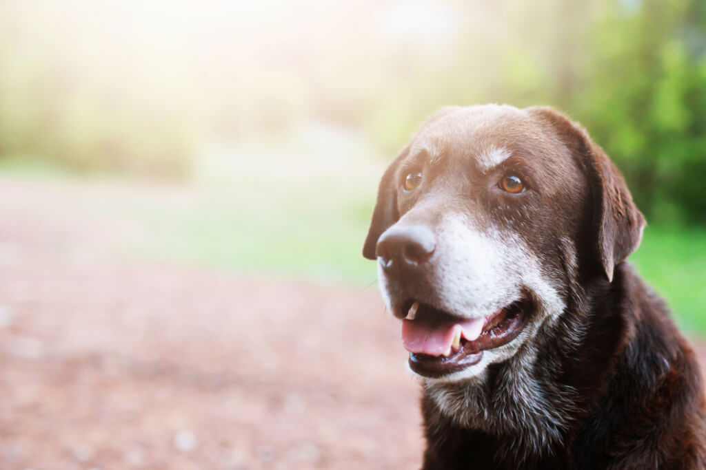 An old Labrador Retriever outdoors - Premium Supplies for Senior Pet Health