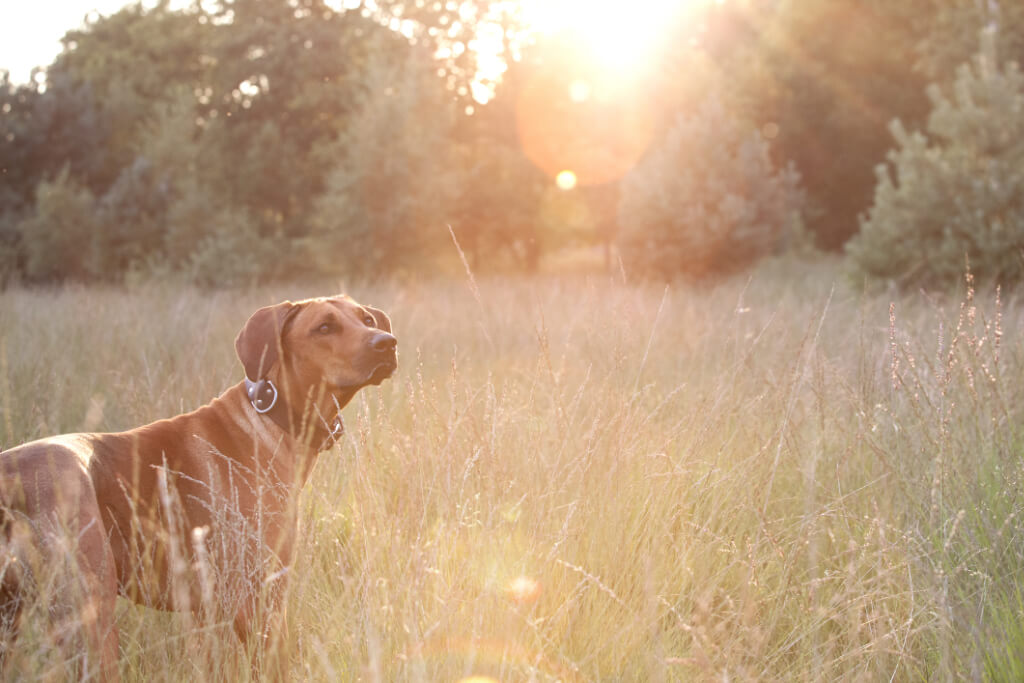 Weimaraner outdoors in a field - Premium Supplies for Dog Health