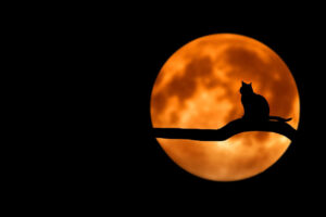 Cat on a branch full moon