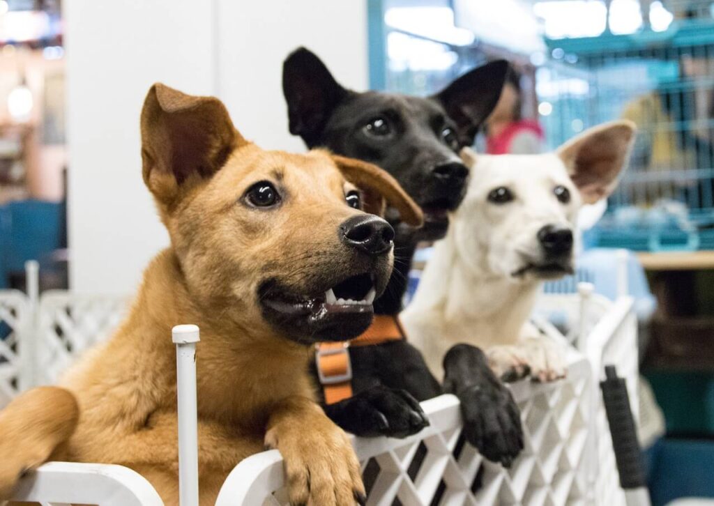 Dogs At Adoption Event