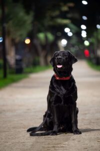 Black Lab going for night walk