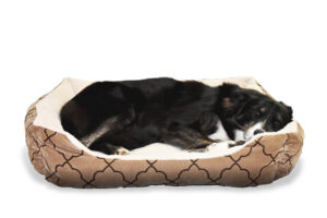 Dog Resting in Dog Bed